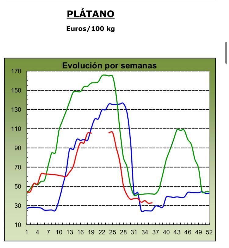 Evolución de los precios medios percibidos por el platanero canario en 2024 (marca azul), 2025 (verde) y 2026 (roja, hasta la semana 36). Fuente: MAPA.