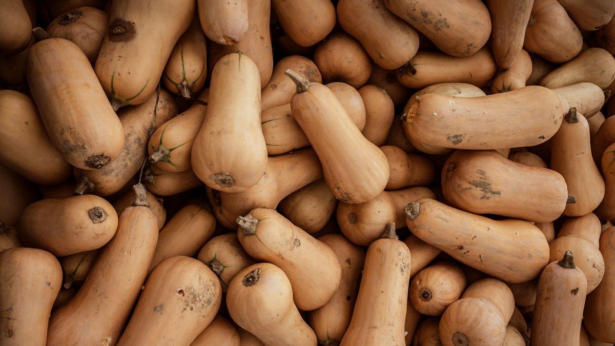 La calabaza butternut es fácil de identificar por su forma de pera
