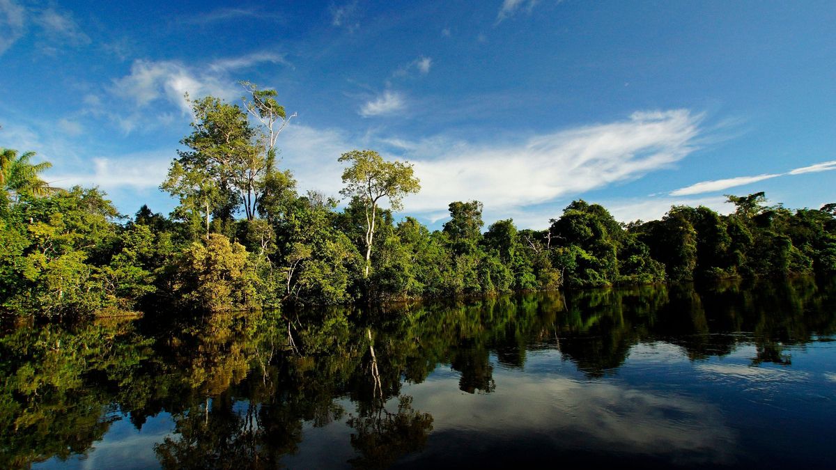 La Amazonia concentra 215.000 millones en posibles medicamentos