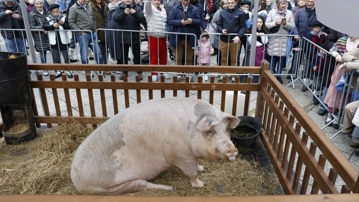Nueva suspensión de las ferias con animales en Euskadi: dos meses sin ellas para evitar la dermatosis nodular