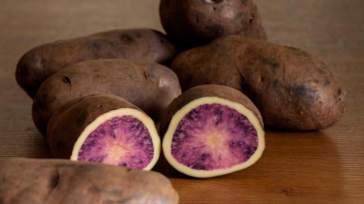 Crean en Euskadi una nueva variedad de patata púrpura y blanca con más antioxidantes y gran resistencia genética