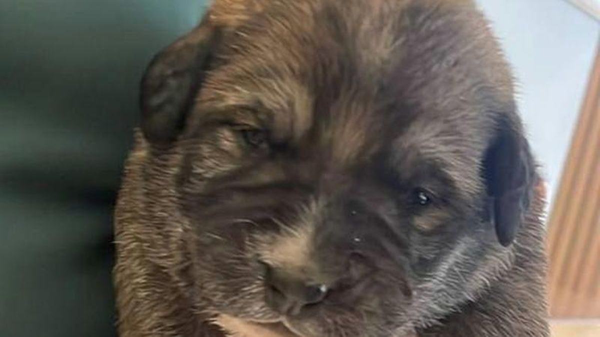 Uno de los cachorros de mastín rescatado.