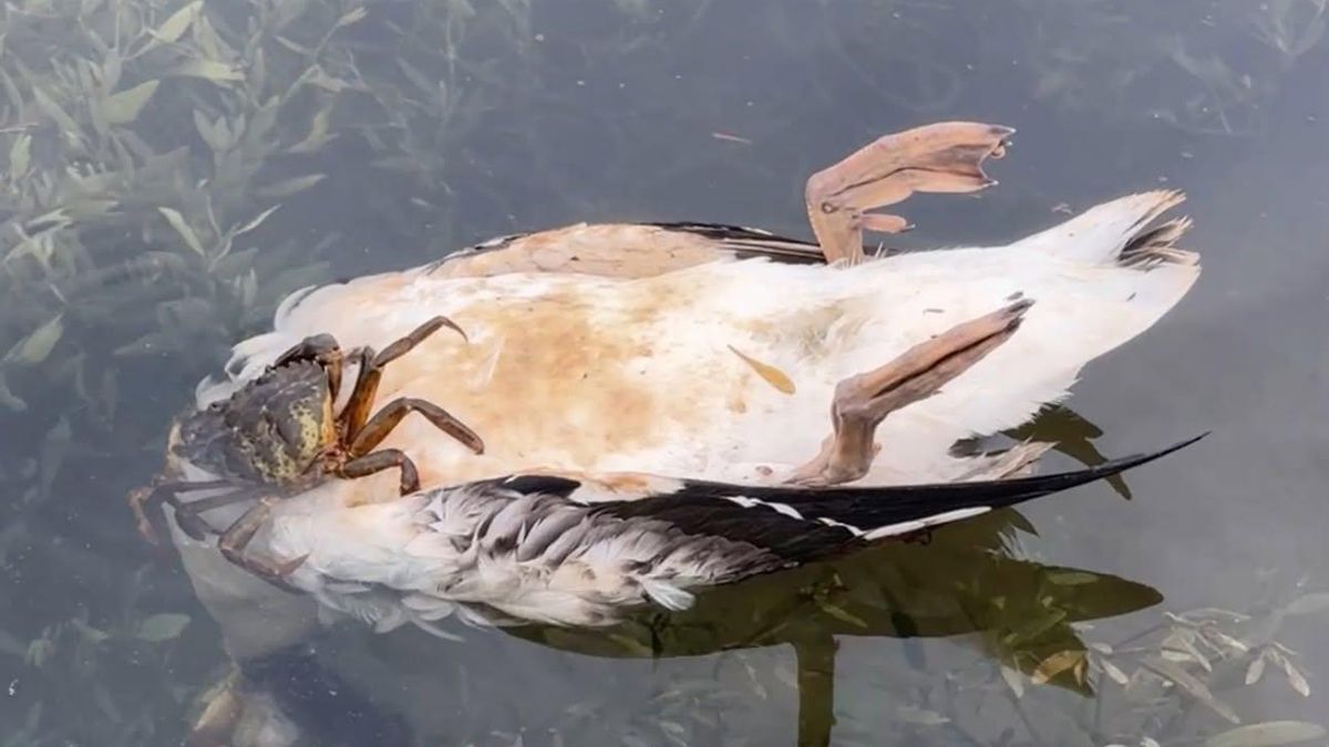 El Gobierno de Cantabria reduce a 39 las aves muertas en Suances y sigue analizando la causa