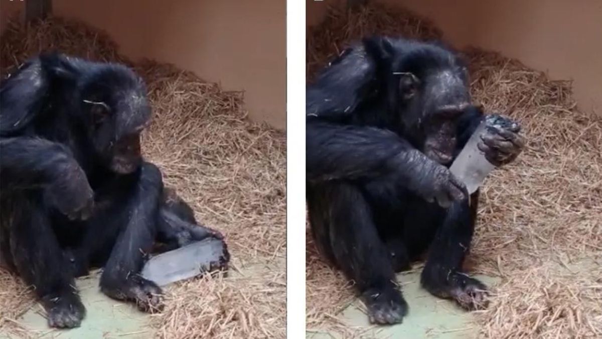 Científicos españoles confirman que la fascinación de los chimpancés por los cristales viene desde hace millones de años