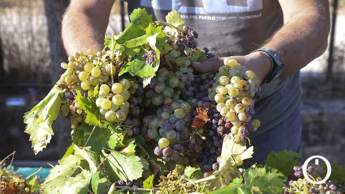 Vendimia en Montilla