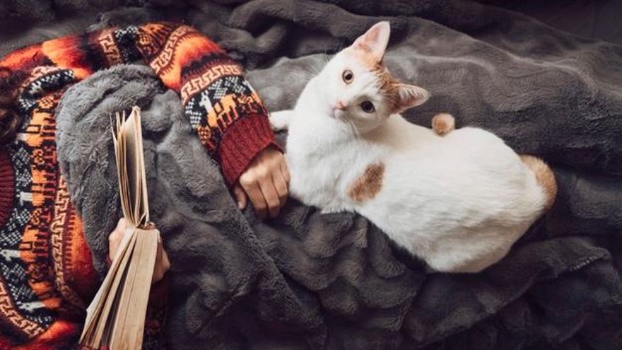 Por qué tu gato duerme encima de ti