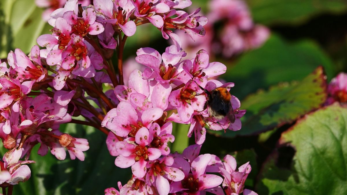 La bergenia se defiende en lugares de sombra.