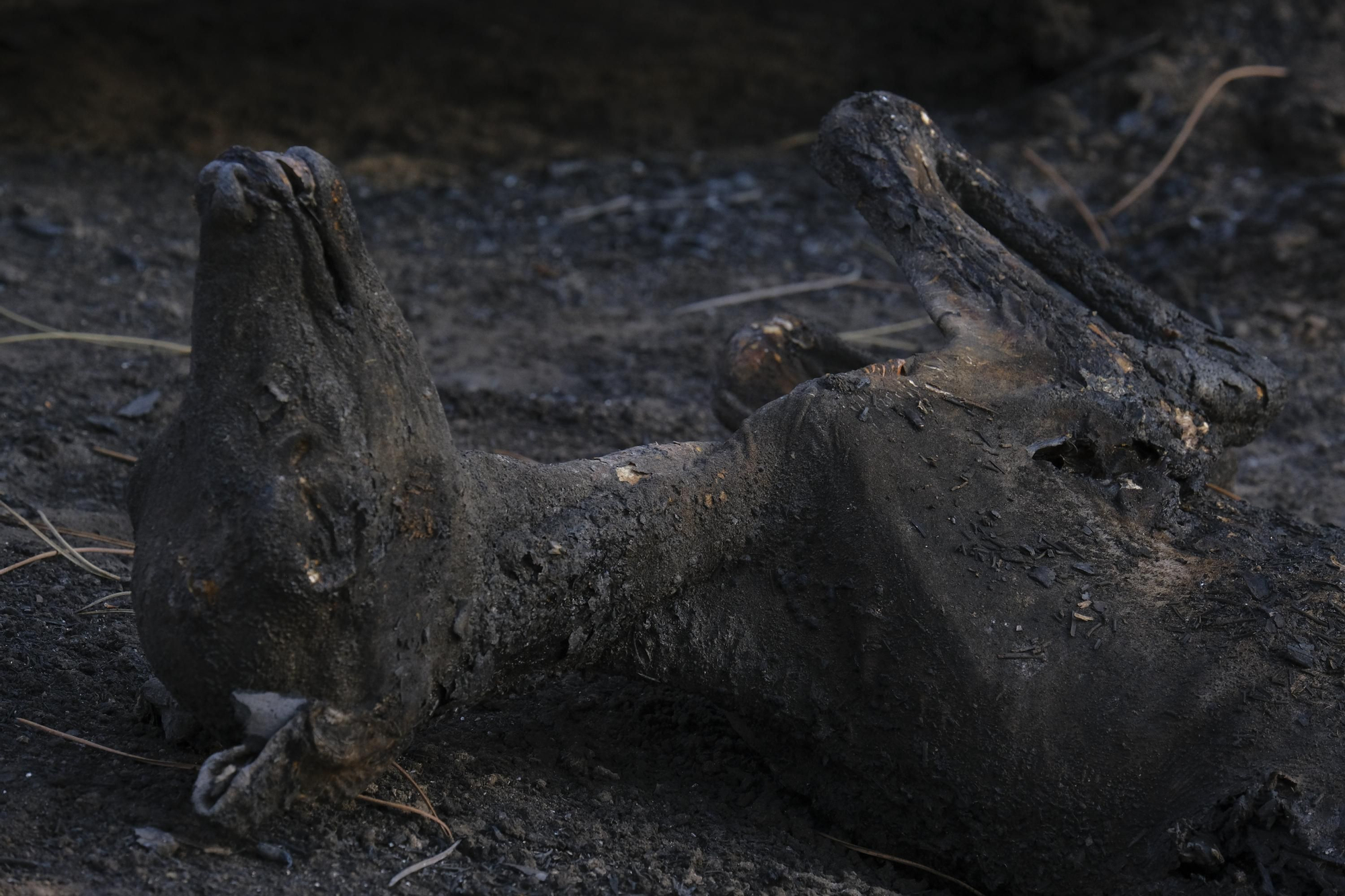 Animal calcinado por los incendios en la zona de Iruelas
