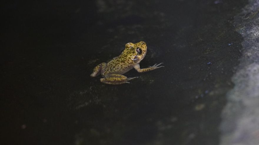 El ferreret, el gripauet en perill d'extinció que habita en torrents inaccessibles per fugir dels depredadors