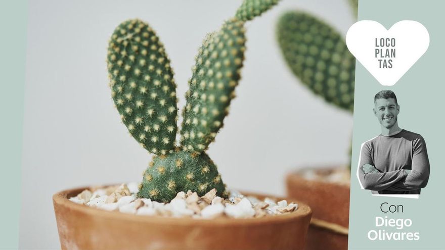 La planta que lo resiste todo en verano también necesita cuidados: guía para mantener perfectos tus cactus todo el año