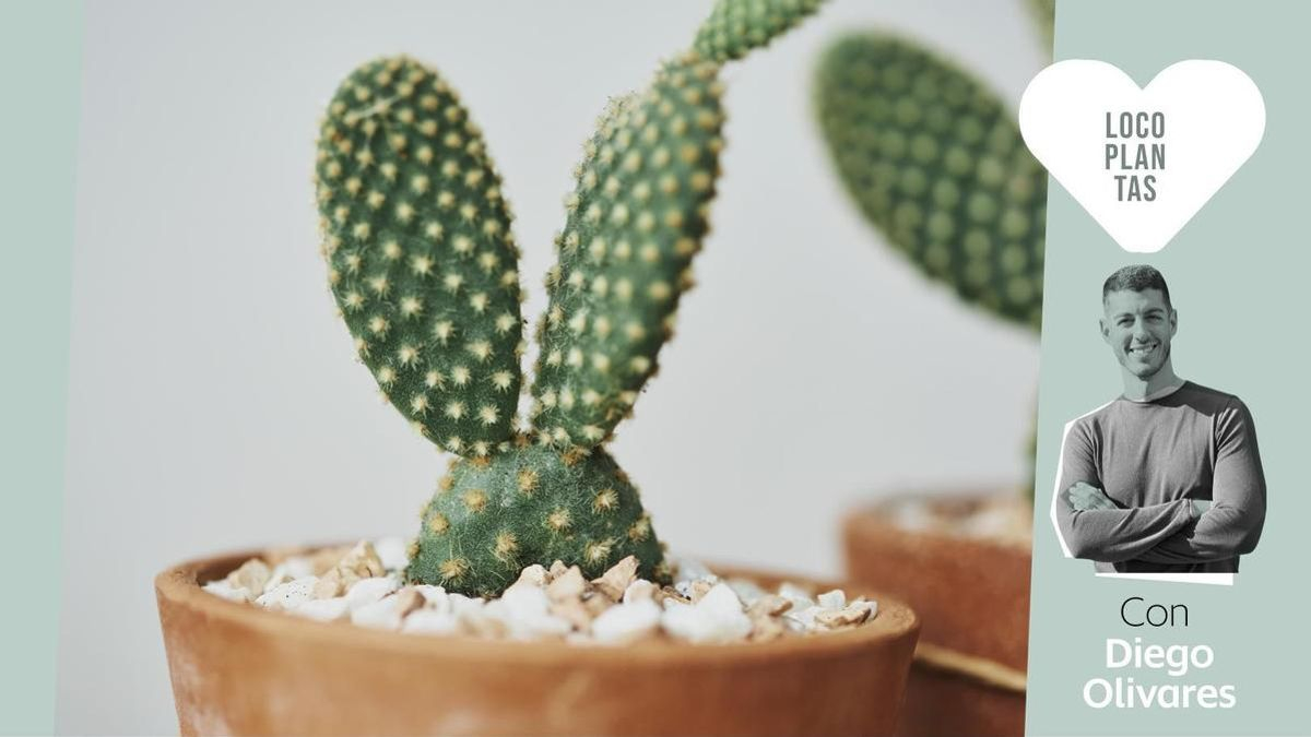 Los cactus resisten muy bien al calor, pero ¿cómo mantenerlos bien durante el resto del año?