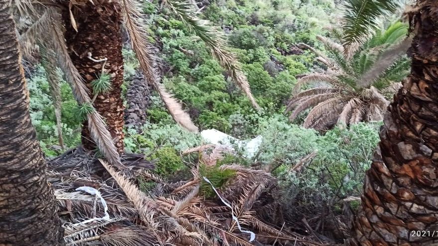 Caída de plameras este miércoles en La Palma. (Foto bomberos La Palma)