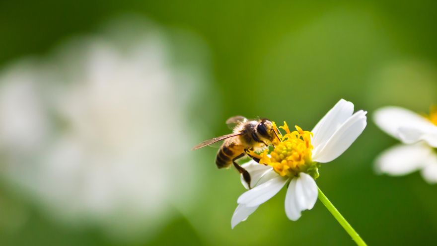 Cuatro trucos para mantener a las abejas alejadas de tus ventanas y evitar que entren en casa