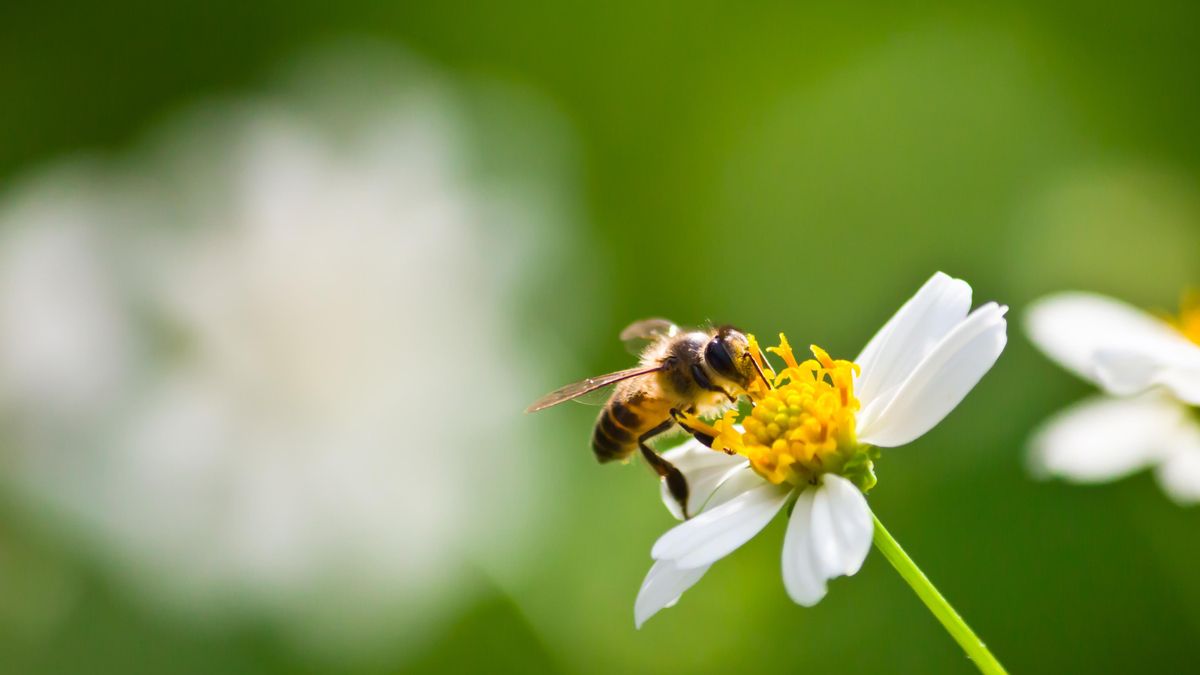 Cuatro trucos para mantener a las abejas alejadas de tus ventanas y evitar que entren en casa