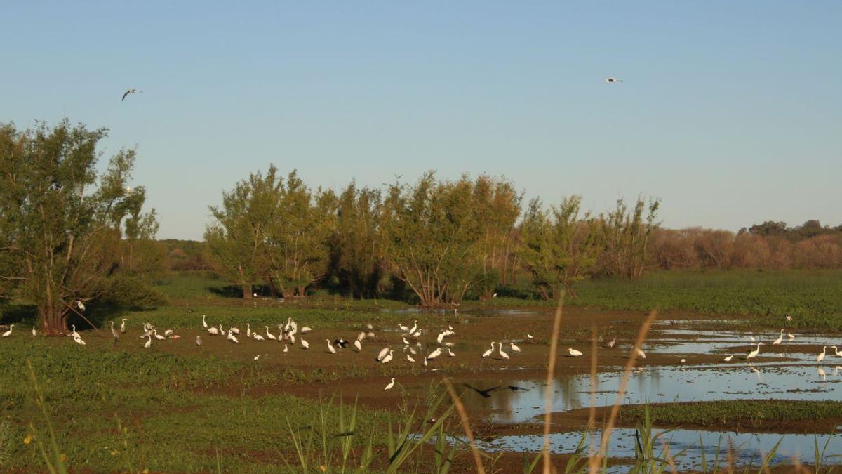 Argentina: “Con la hidrovía del Paraná, las audiencias públicas y los estudios de impacto ambiental han perdido su sentido originario” | ENTREVISTA
