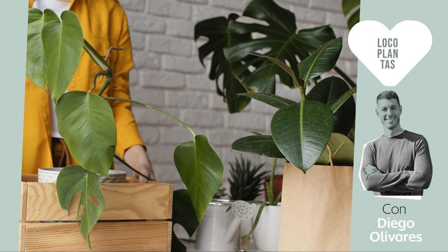 Qué debes tener en cuenta si vas a comprar plantas 'online': seis consejos de experto que te van a resultar útiles
