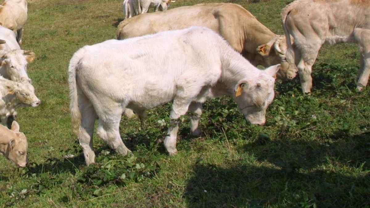 Vacas de carne en Cantabria