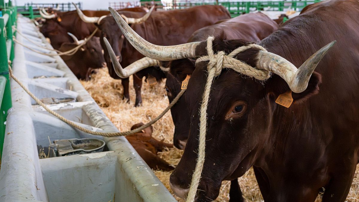 Un nuevo foco de brucelosis bovina en Alburquerque obliga a sacrificar 468 animales