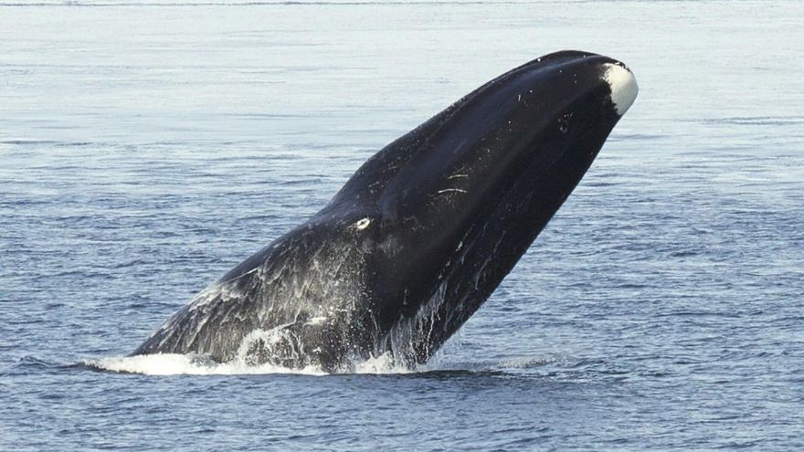Así vive la ballena de Groenlandia, el mamífero más longevo del mundo