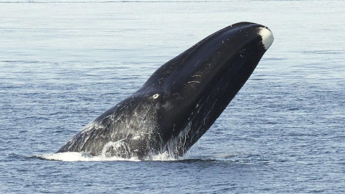 Así vive la ballena de Groenlandia, el mamífero más longevo del mundo