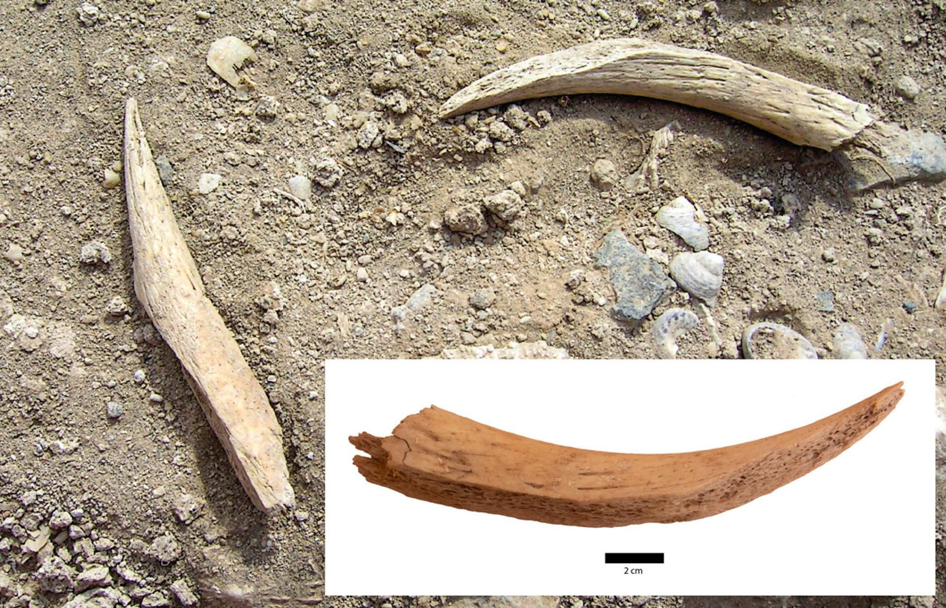 Desescamadores de peces fabricados con cuerno de cabra, recuperados de un yacimiento costero de La Garita, Gran Canaria.