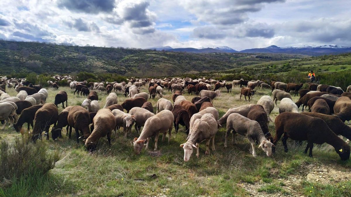 Un rebaño pasta en los montes leoneses.