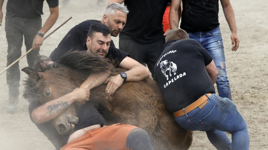 Hombres ante caballos: la Rapa das Bestas se rejuvenece en A Capelada