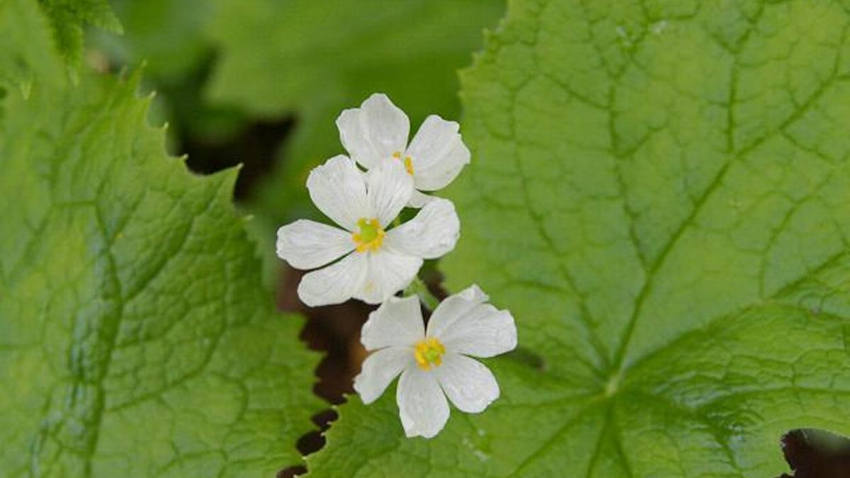 El curioso mecanismo que hace que una flor pierda el color al mojarse y se vuelva translúcida