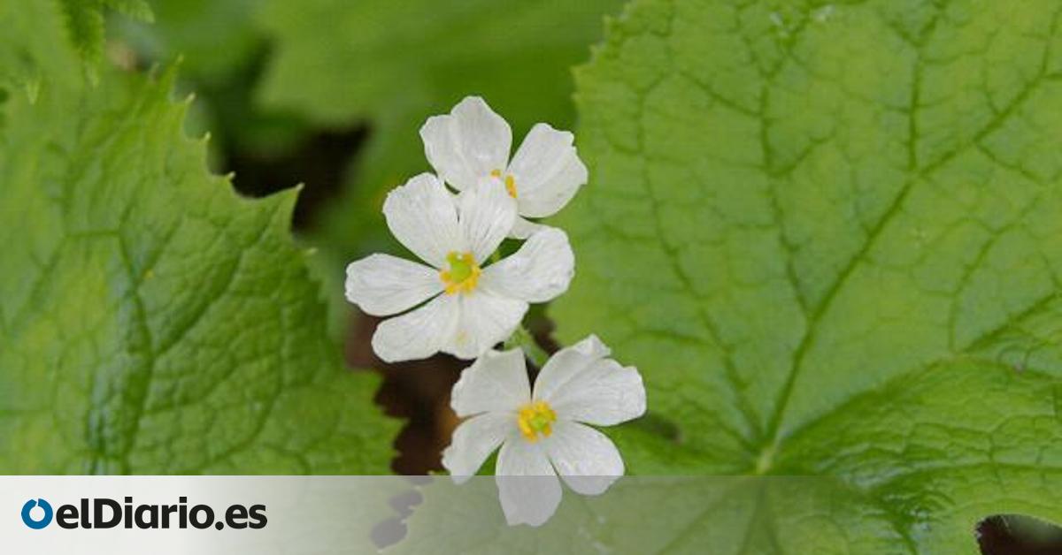 El curioso mecanismo que hace que una flor pierda el color al mojarse y se vuelva translúcida