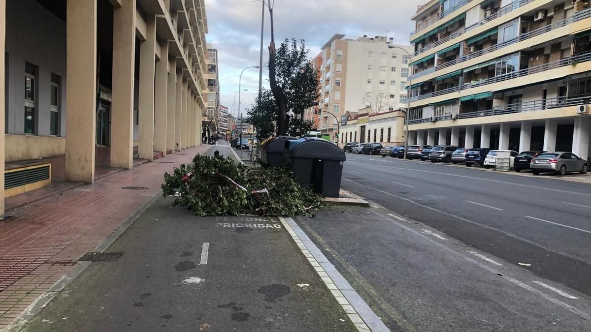 Restos de árboles derribados por Oriana, en mitad del carril bici de Ollerías, este lunes 16 de febrero.