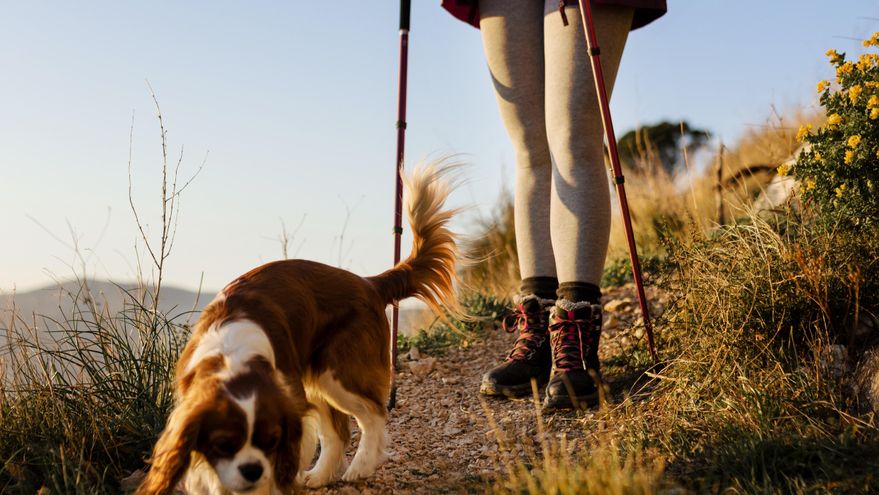 Recomendaciones para hacer el Camino de Santiago con perro