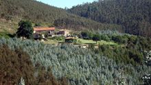La superficie de eucalipto se ha disparado un 65% en Galicia desde comienzos de siglo