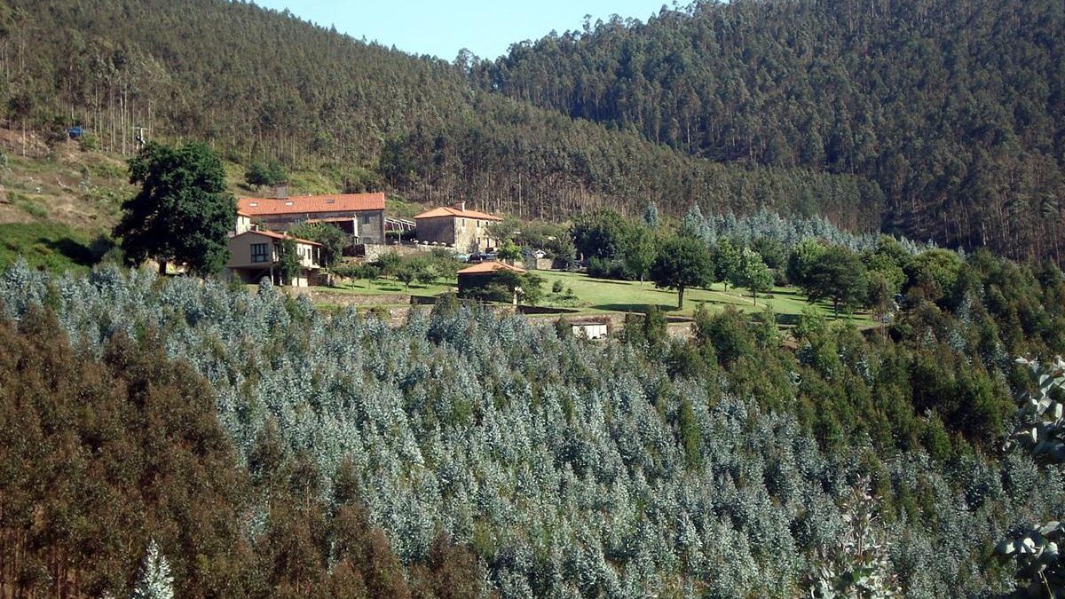 Plantaciones de eucaliptos en un monte gallego.