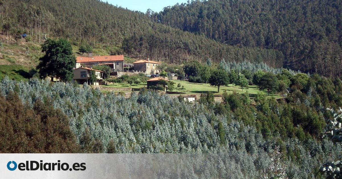 La Xunta cambia de criterio y permitirá nuevas plantaciones de eucaliptos en casos en los que ahora estaba prohibido