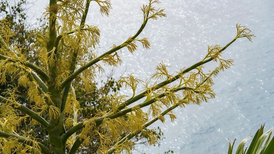 Floración de la palmera 'Corypha' en el Palmetum de Santa Cruz de Tenerife
