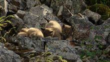 Cachorros de lince ibérico