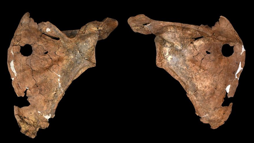 ¿Qué se sabe de Shanidar A? Un estudio revela que este neandertal sobrevivió a un traumatismo y murió lanceado