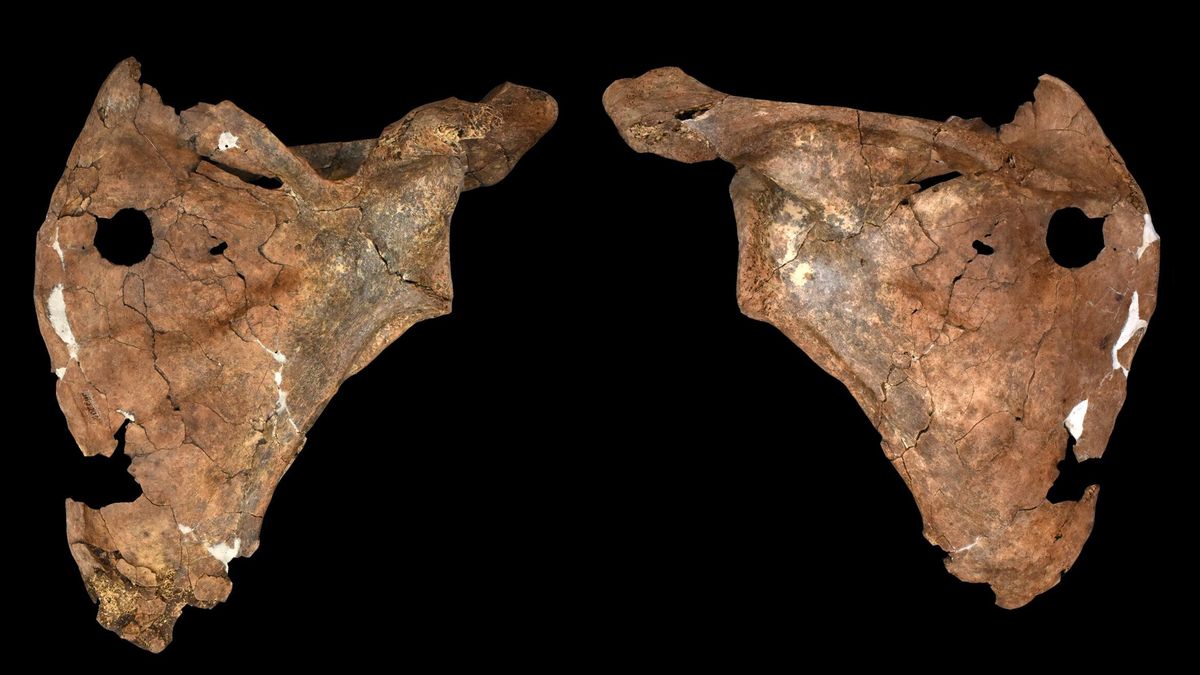 ¿Qué se sabe de Shanidar A? Un estudio revela que este neandertal sobrevivió a un traumatismo y murió lanceado