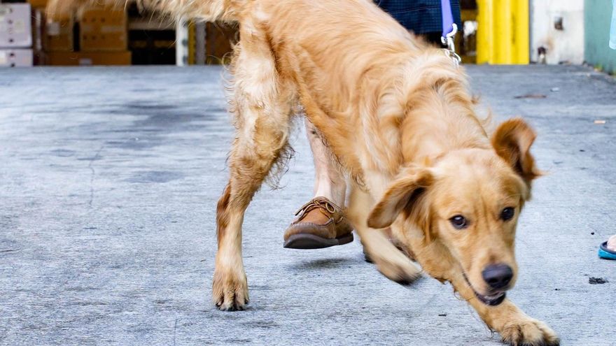 Llegan a Florida 20 golden retriever salvados de carnicerías en China