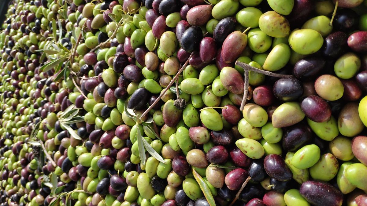 Asaja prevé un descenso de cosecha del 15% en la campaña de la aceituna en Ciudad Real debido a la sequía