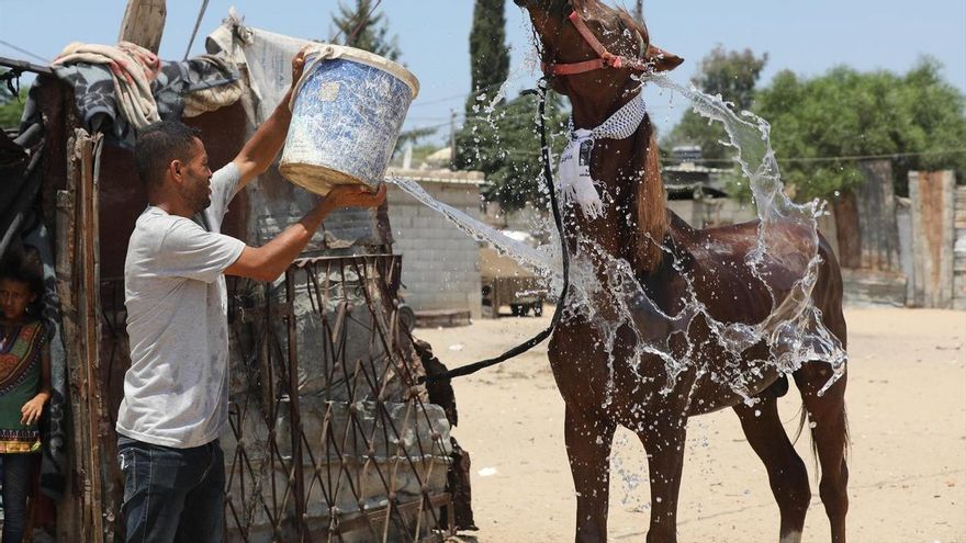 La ola de calor también afecta a los animales y los activistas están especialmente preocupados por estos caballos abandonados