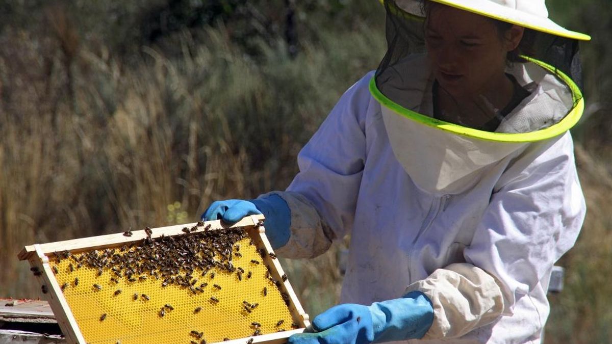 Filiel endulza el fin de semana con una nueva edición de su Feria de Miel: rutas, talleres y food trucks