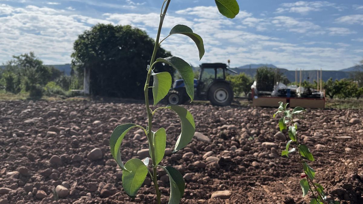 Campo demostrativo del peral
