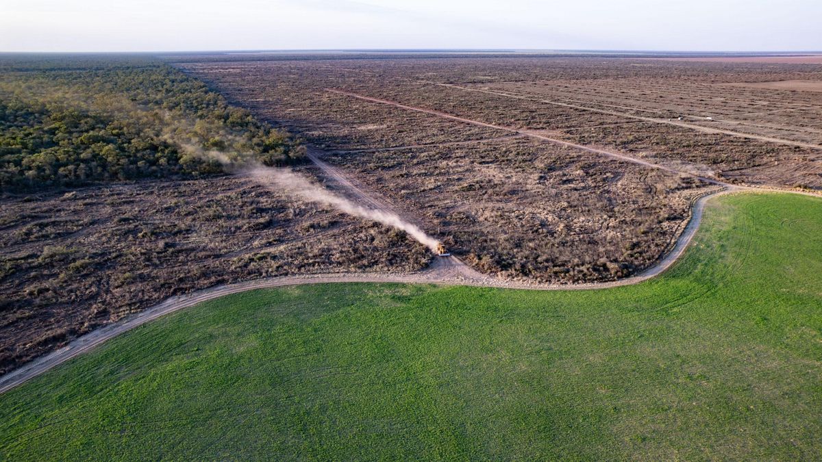 Argentina: cómo burlaron la Ley de Bosques en la provincia de Chaco para deforestar medio millón de hectáreas | ESTUDIO