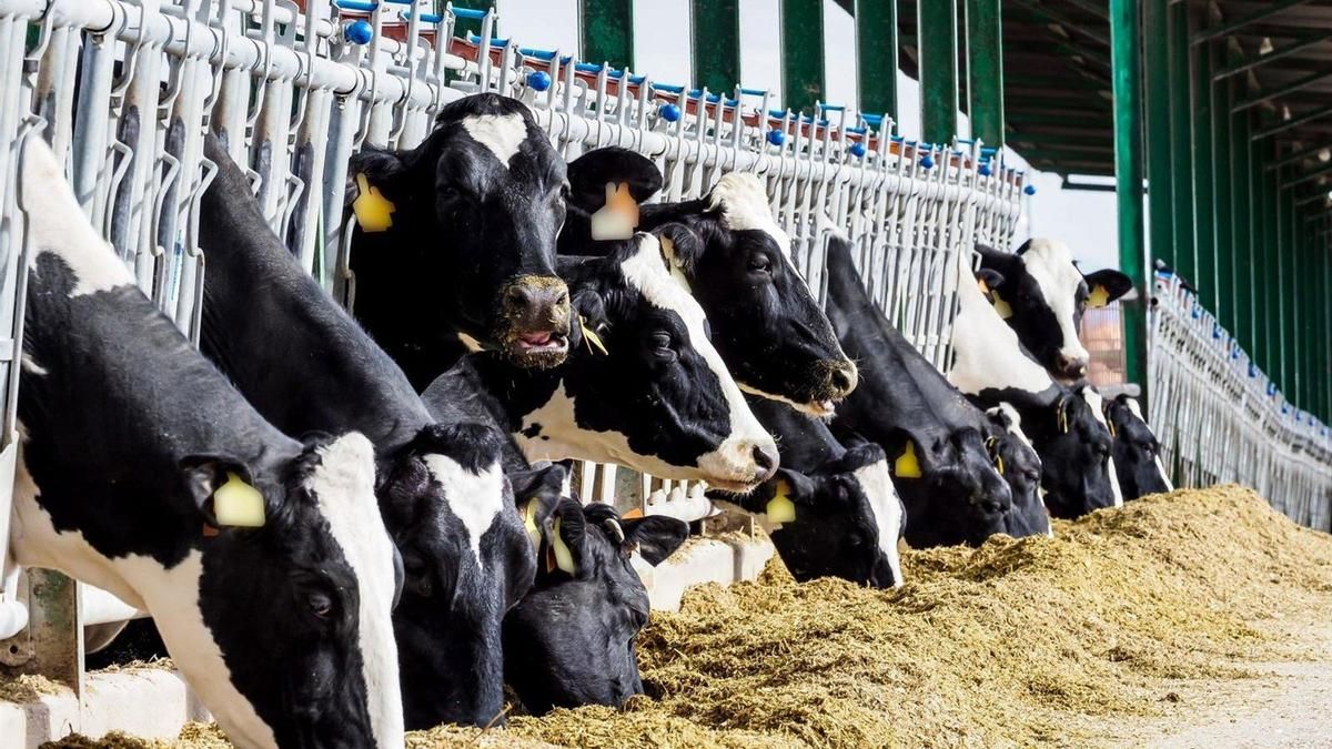 El alimento con pulpa de aceituna reduce costes y mejora la leche y carne de vacuno