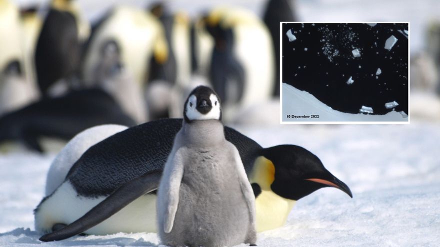El récord de deshielo marino mata a 10.000 polluelos de pingüino emperador en la Antártida