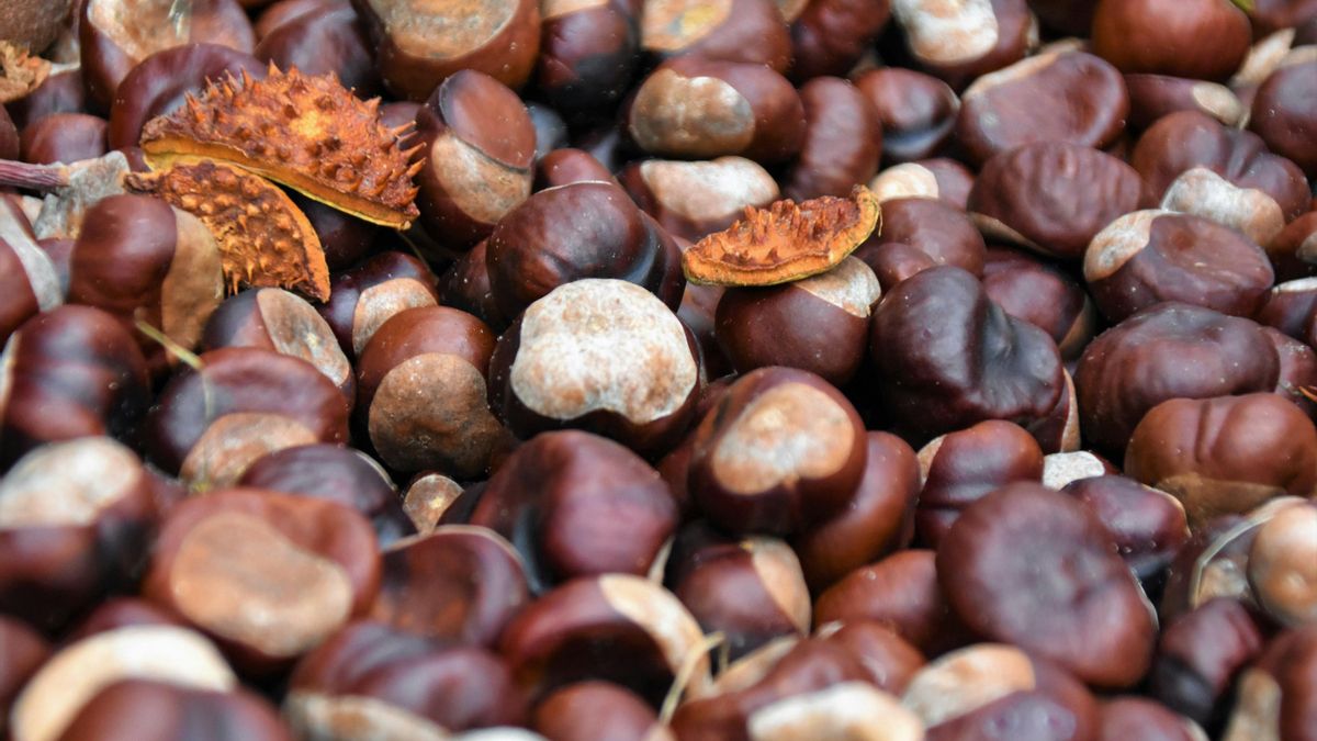 Cuatro recetas para disfrutar de las castañas durante todo el otoño