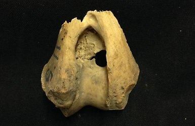 Detalle de uno de los huesos del brazo de uno de los lobos incluidos en el estudio