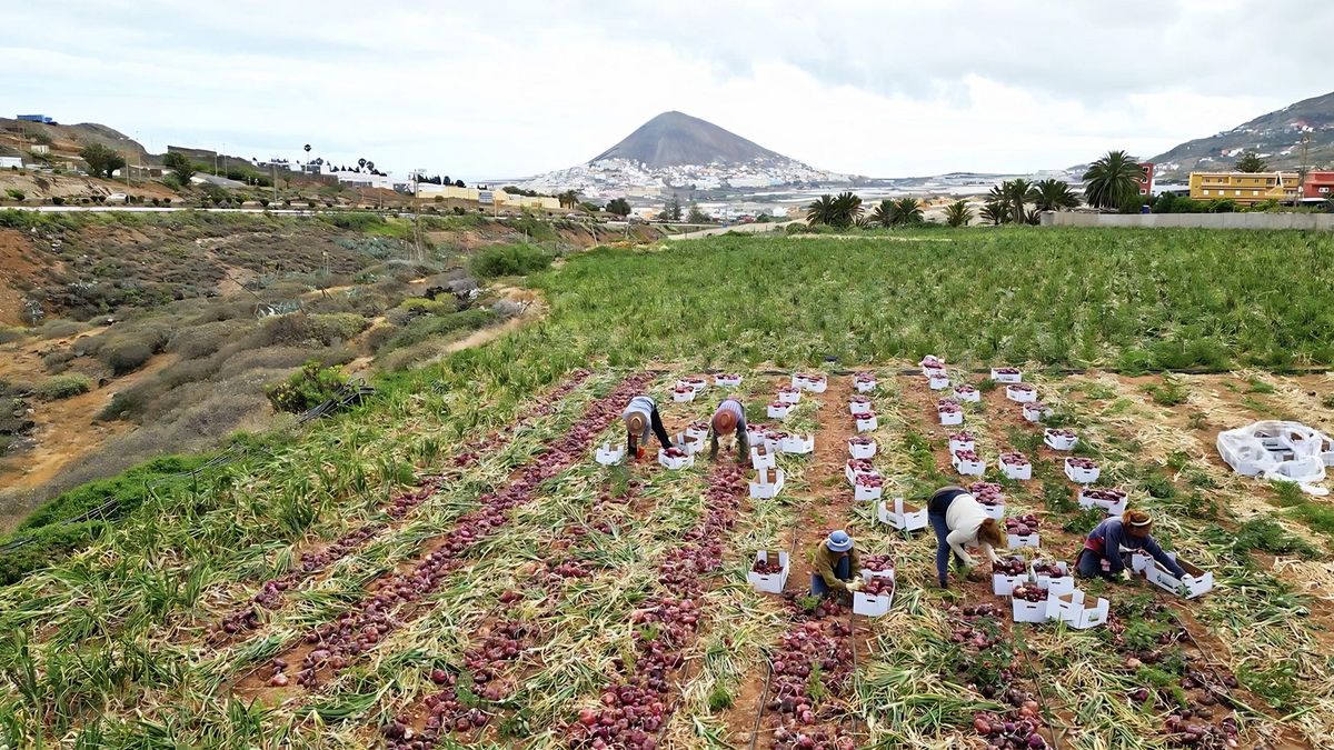 El cultivo de cebolla tradicional de Gáldar, optimizado gracias a una aplicación móvil