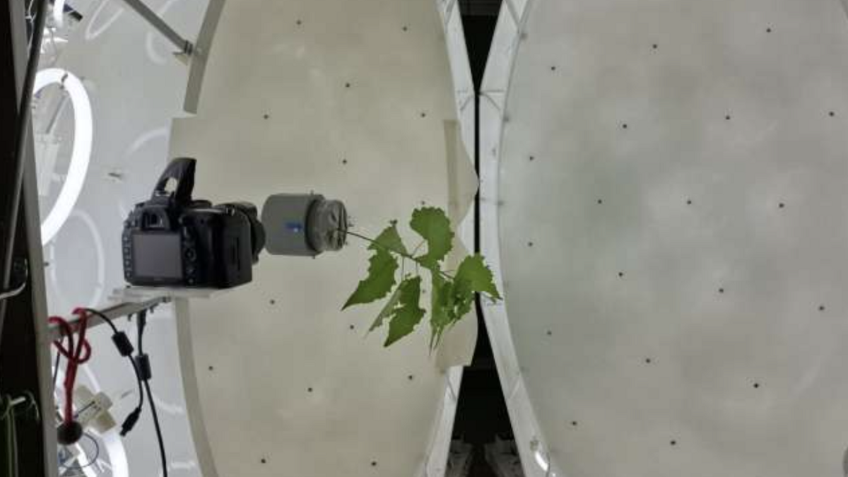 La madera funciona como un músculo vegetal